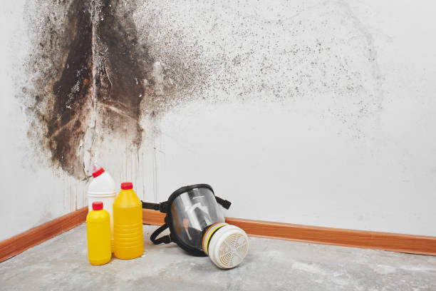 Best Same-Day Mold Removal  in Perth Amboy, NJ