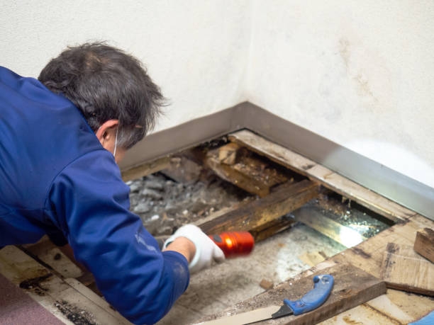 Best Crawl Space Mold Removal  in Perth Amboy, NJ