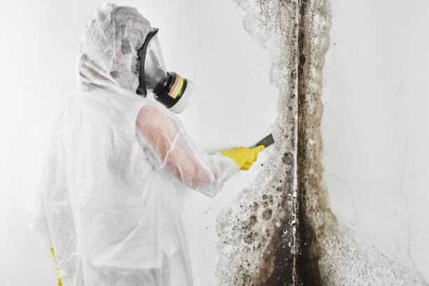 Best Affordable Mold Removal  in Perth Amboy, NJ