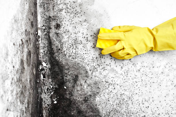 Home Mold Removal in Perth Amboy, NJ
