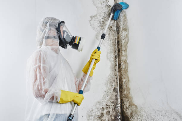 Best Emergency Mold Removal  in Perth Amboy, NJ