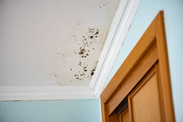 Best Affordable Mold Removal  in Perth Amboy, NJ