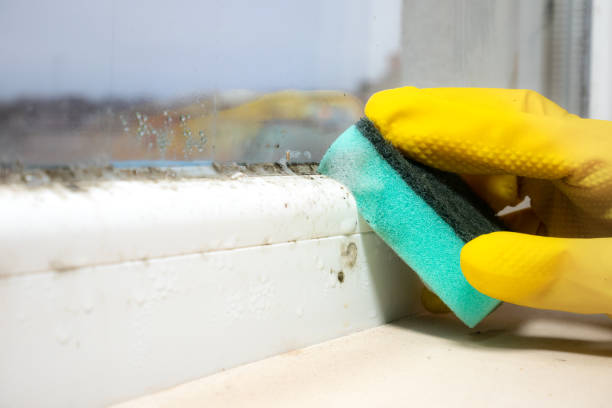 Attic Mold Removal in Perth Amboy, NJ