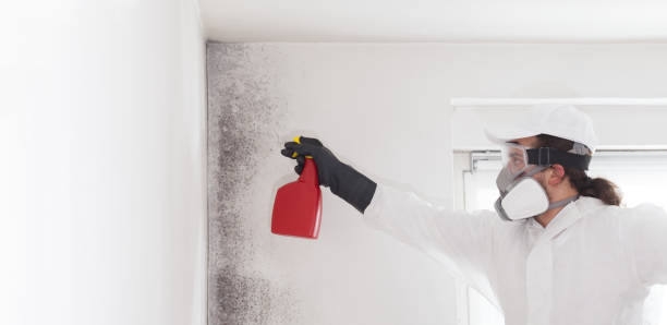 Professional Mold Removal in Perth Amboy, NJ