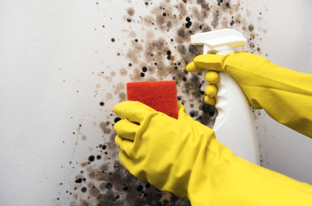 Best Mold Removal Near Me  in Perth Amboy, NJ
