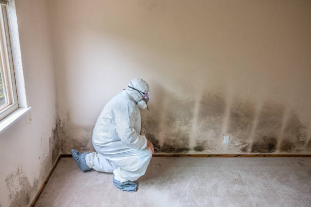 Best Residential Mold Removal  in Perth Amboy, NJ