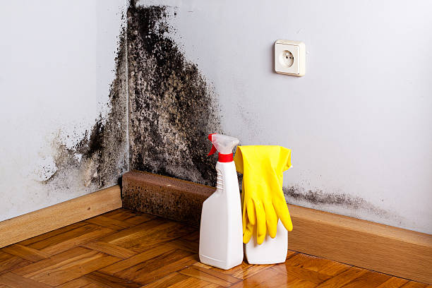Best Attic Mold Removal  in Perth Amboy, NJ