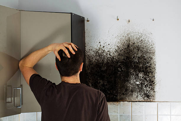 Best Fast Mold Removal  in Perth Amboy, NJ