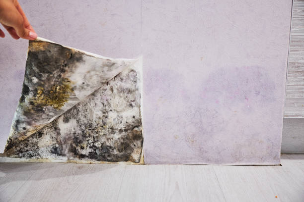 Best Best Mold Removal Companies  in Perth Amboy, NJ